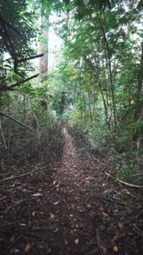 vertical video portrait The camera walks forward on a path in a green forest with large trees