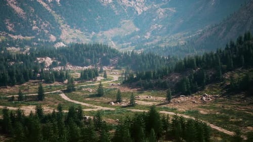 A Picturesque Road Winding Through a Lush Forest