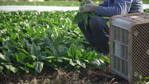 A man harvesting spinach