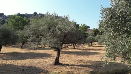 Olive Trees 158