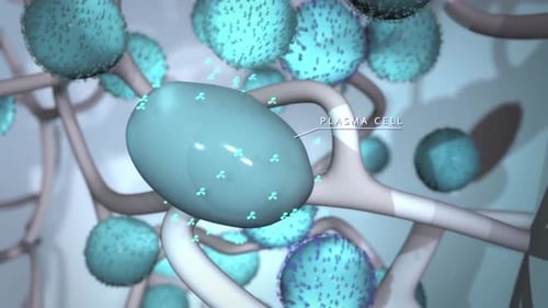 Close-up of human lymph node with detailed anatomy