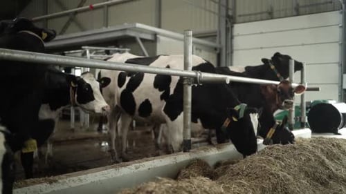 Cows on a diary farm eating. Cattle of cows