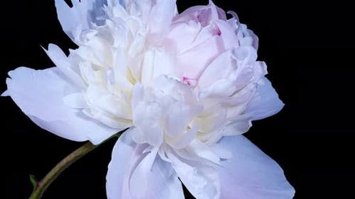 White Pink Peony Blooming in Time Lapse on a Black Background. Tender Flower Moving Petals Close Up