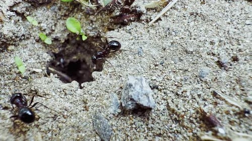 Tierische Insekten Ameisen auf dem Boden 1