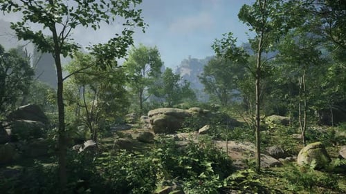 A Forest Filled with Lots of Trees and Rocks