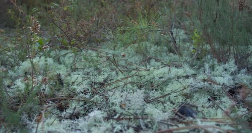 Light mossy forest floor with plants growing, zoom in shot