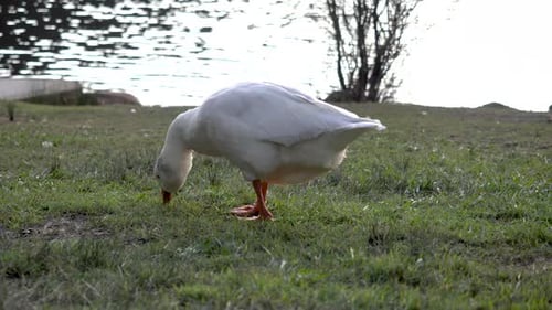 Duck goose Feeding Grass by a pond relax