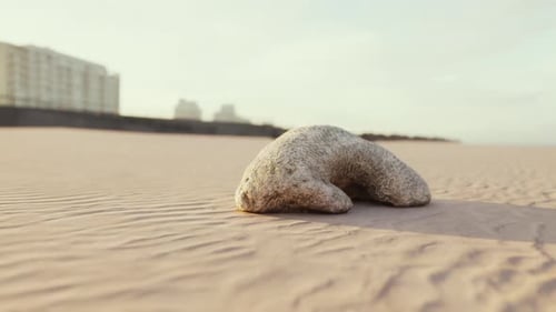 Old White Coral on Sand Beach