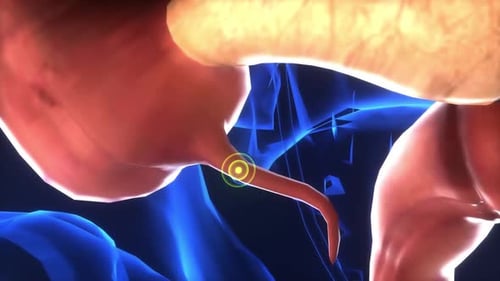 Anatomy of the human digestive system