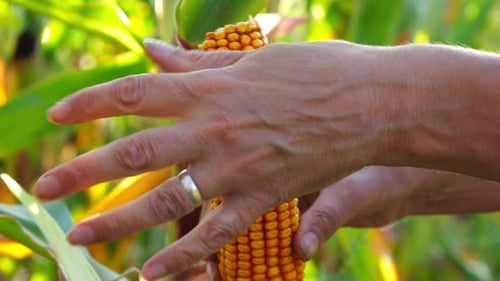 Close Up to Female Hands of a Farmer Examining Ripe Cob of Corn at Green Meadow Adult Arms of