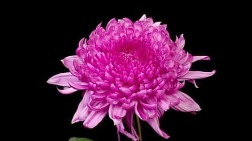 Purple Flower Blooming in Close-Up Detail
