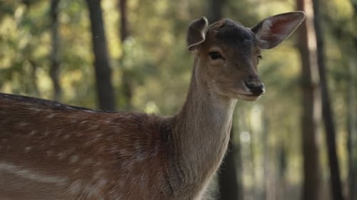 Roe deer looking straight at camera shaking its ears close up slow motion. Young true deer grazing