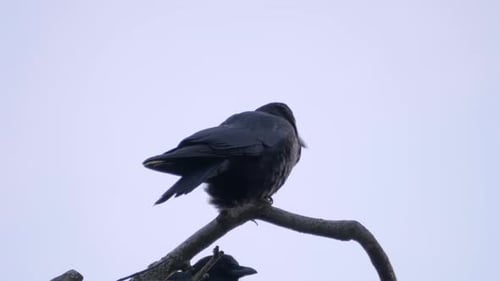 Black Feathered Birds Perched on a Tree Branch with Grey Sky Backdrop.