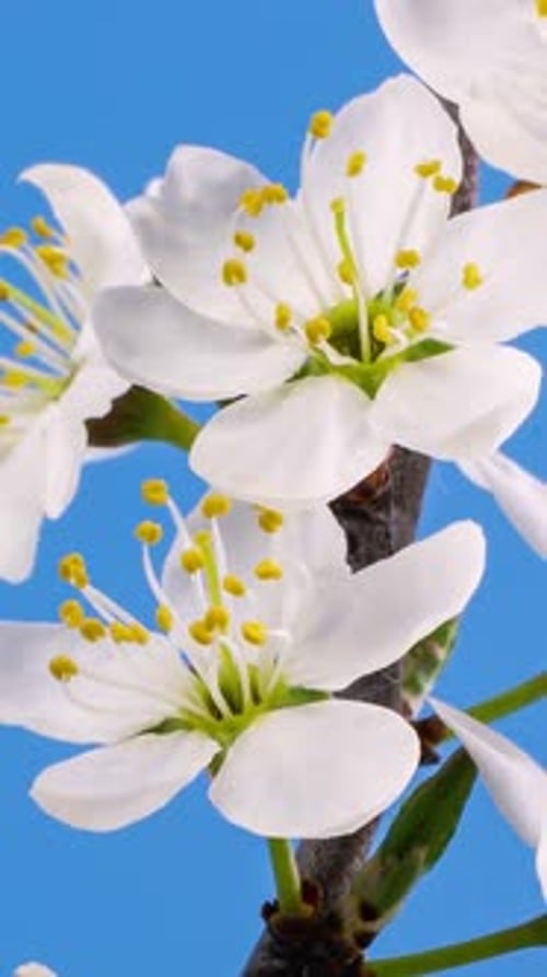 Vertical View of White Flowers Blooming on Blue Background, Spring Flowering Time lapse