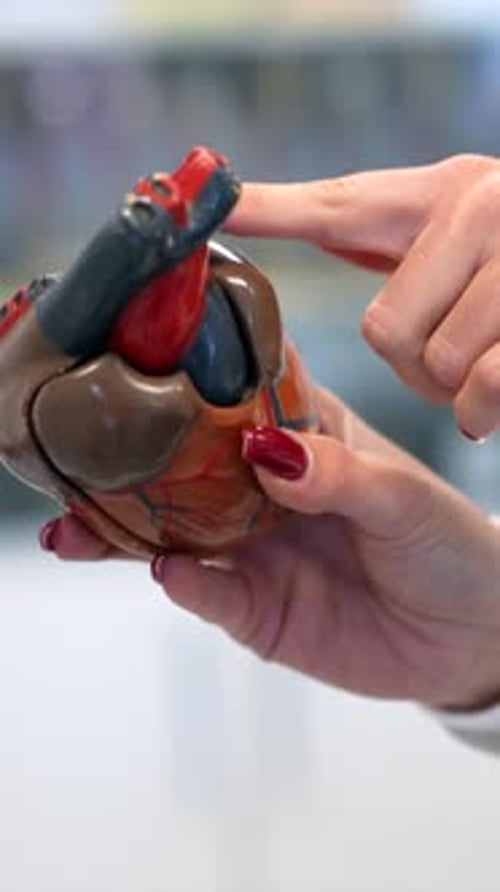Hands Present Human Heart Model