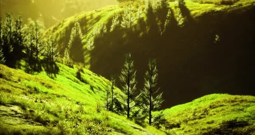 Colline verdoyante avec de grands arbres sous la lumière du soleil dans un cadre serein