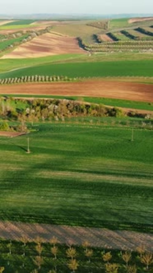 Green Wavy Hills with Agricultural Fields