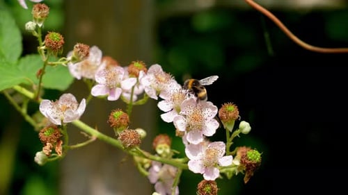 Bees Pollinating Flowers In Summer Garden