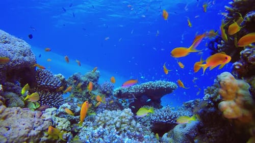 Tropical Reef Orange Fish