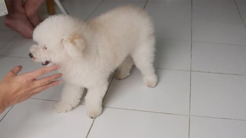 Fluffy White Dog Being Petted Indoors