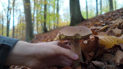 Person reaching toward a Boletus edulis mushroom on a forest floor covered in autumn leaves