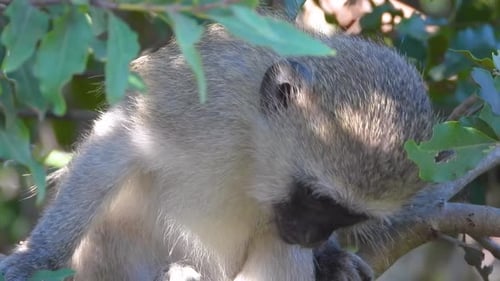 Monkey forages among green leaves in a sunlit tree, partially hidden by branches