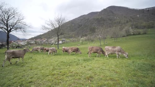 cows grazing in field, wide back dolly moving stabilized shot, bovines in pasture in spring