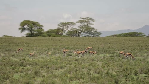 Gazelle Herd Grazing in Kenyan Savanna