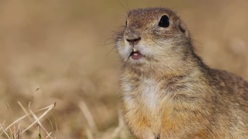 Esquilo engraçado comendo capim fresco, pequeno esquilo moído ou pequeno Suslik Spermophilus Pygmaeus é um