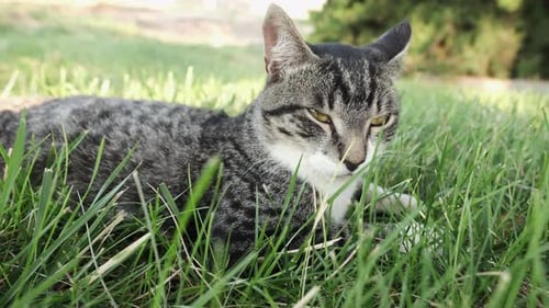 Serious Grey Tabby Cat Relaxing outdoors on green grass field.