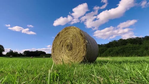 Straw Stacks Stacked Bales of Hay Left Over From Harvesting Crops Field of an Agricultural Farm with