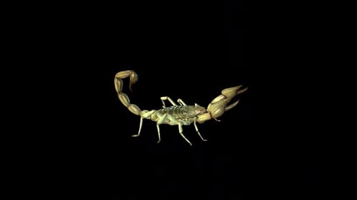 Realistic 3D Scorpion Walking Animation on Transparent Background