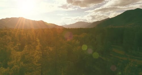 Aerial View Low Flight Above Evergreen Pine Tree Landscape with Endless Mountain Forest at Sunny