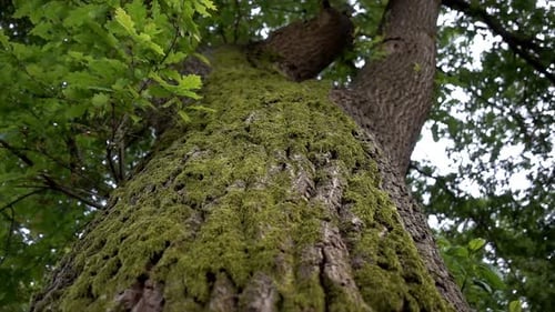 close up of a large tree trunk.