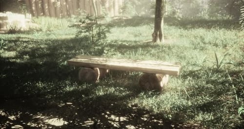 Relaxing Wooden Bench in a Serene Forest Clearing During Daylight