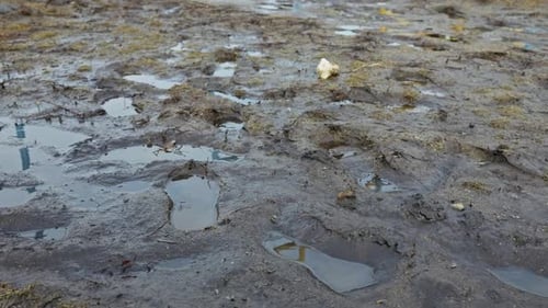 Deep Muddy Footprints Filled With Rainwater On Wet Dirt Path Outdoors