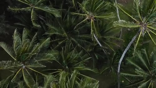 Birds Eye View of Lush Tropical Palm Trees