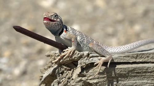 Lézard à collier du Grand Bassin assis la bouche ouverte