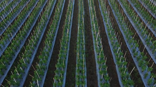 Aerial footage of green farm