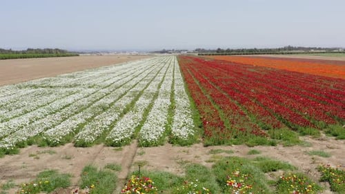 Rows of Buttercups in full bloom and in various colors, Aerial view