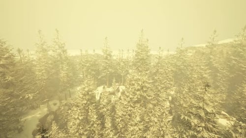 A Winter Wonderland Aerial View of a Snowcovered Forest