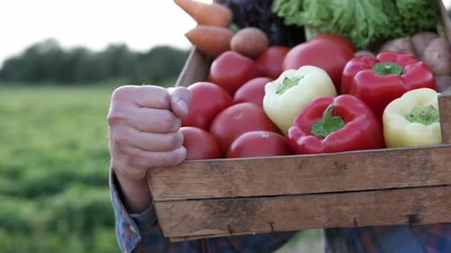 A farmer in an agricultural field carries a vegetable box. Agriculture industry concept.
