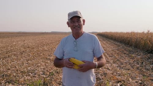 Portrait of senior farmer standing in corn field examining crop after harvesting.