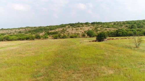 Rotierende Luftaufnahme einer Herde gemischter Wildziegen auf einem Feld