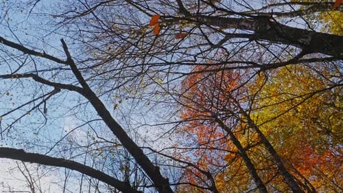 Forêt d'automne