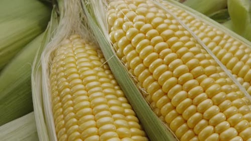 Maisköpfe mit Maisschnurrhaaren und Blättern, langsame Drehung der Kamera.