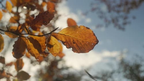 Wide angle close-up of beautiful autumn colored leaves in the sunlight