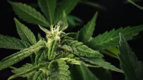 Macro Shot of Lush Green Plant Leaves