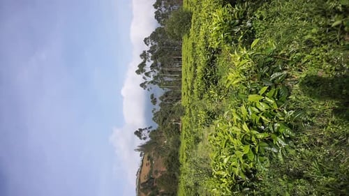 wunderschönes Bergvideo, vertikale Ansicht der hügeligen Natur, Panorama und hohe grüne Bäume mit grünem Tee
