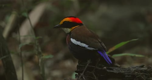 Pitta à bandes de Malaisie perchée sur une bûche dans la forêt tropicale humide